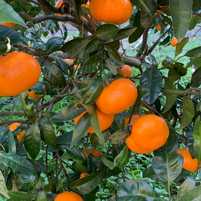 四季の野菜と果物たち