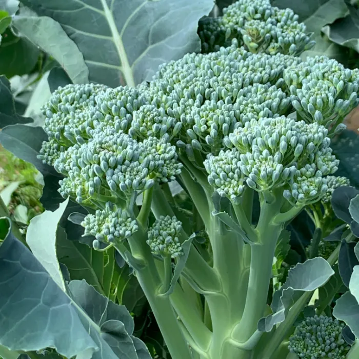 四季の野菜と果物たち