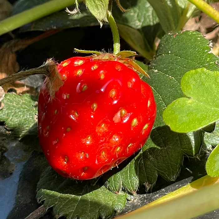 四季の野菜と果物たち