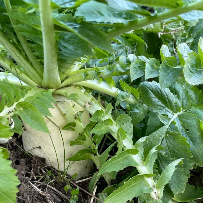 四季の野菜と果物たち