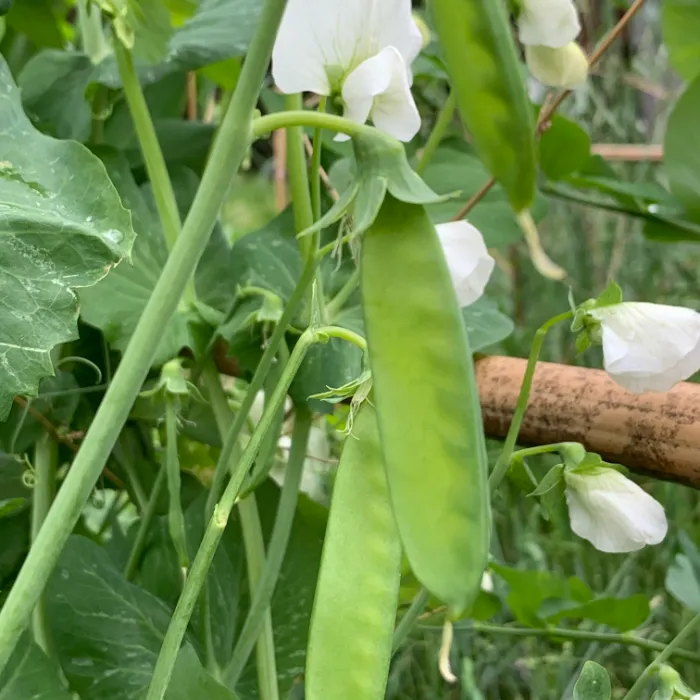 四季の野菜と果物たち