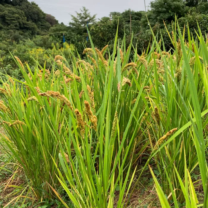 四季の野菜と果物たち