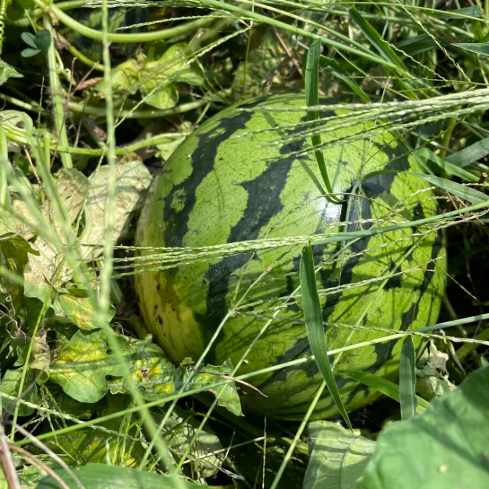 四季の野菜と果物たち